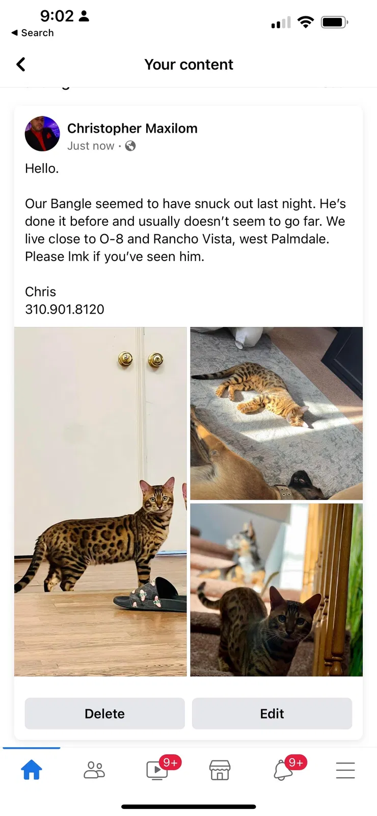 Lost cat in Palmdale, CA, 93551