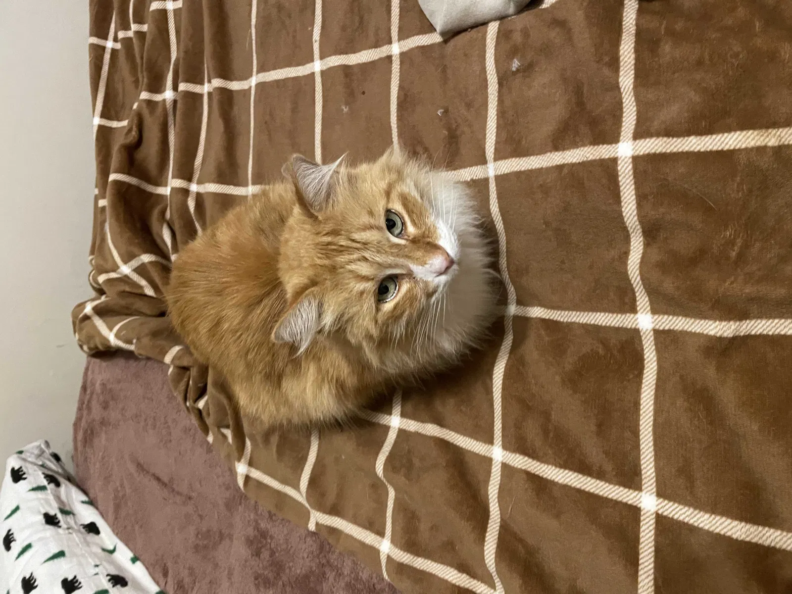 Lost cat in San Diego, CA, 92109