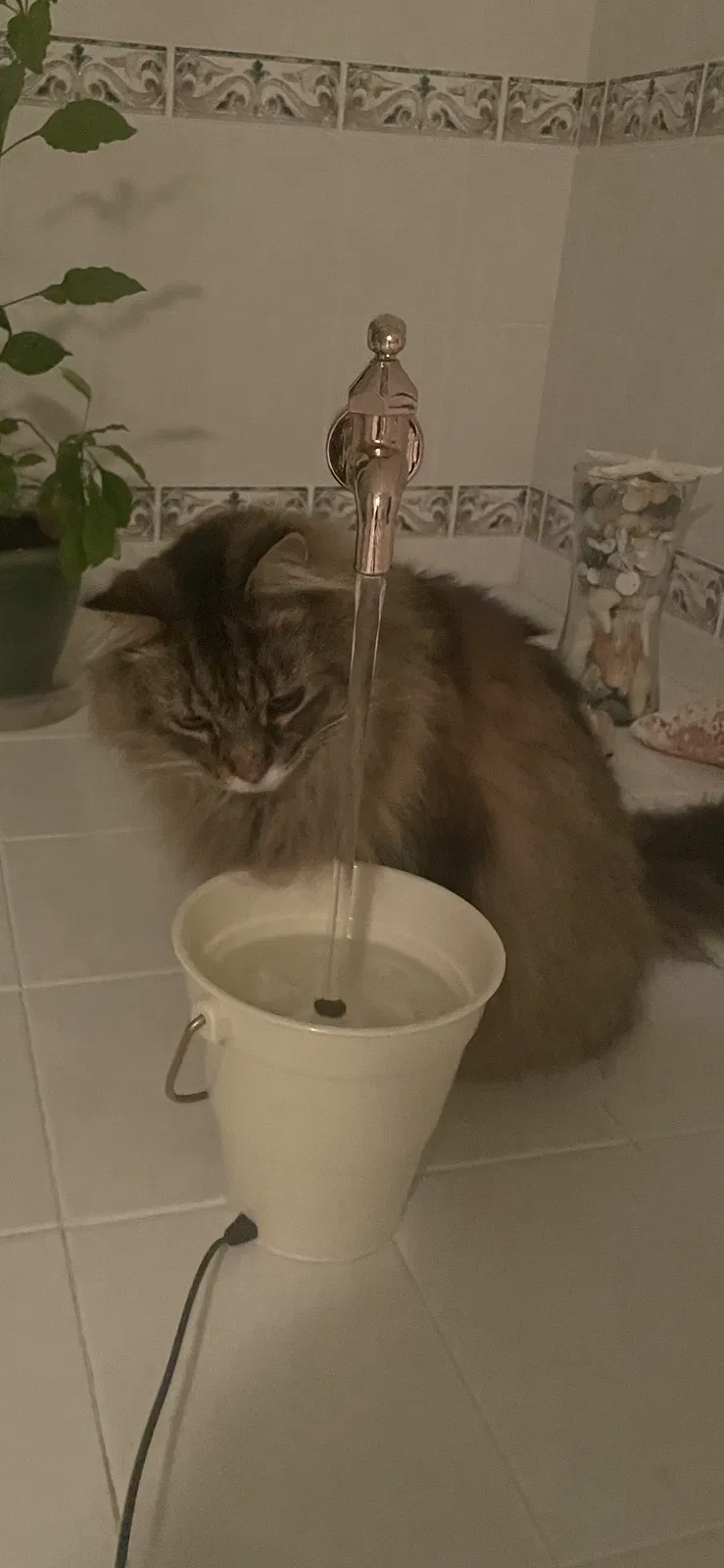 Lost cat in Londonderry, NH, 3053