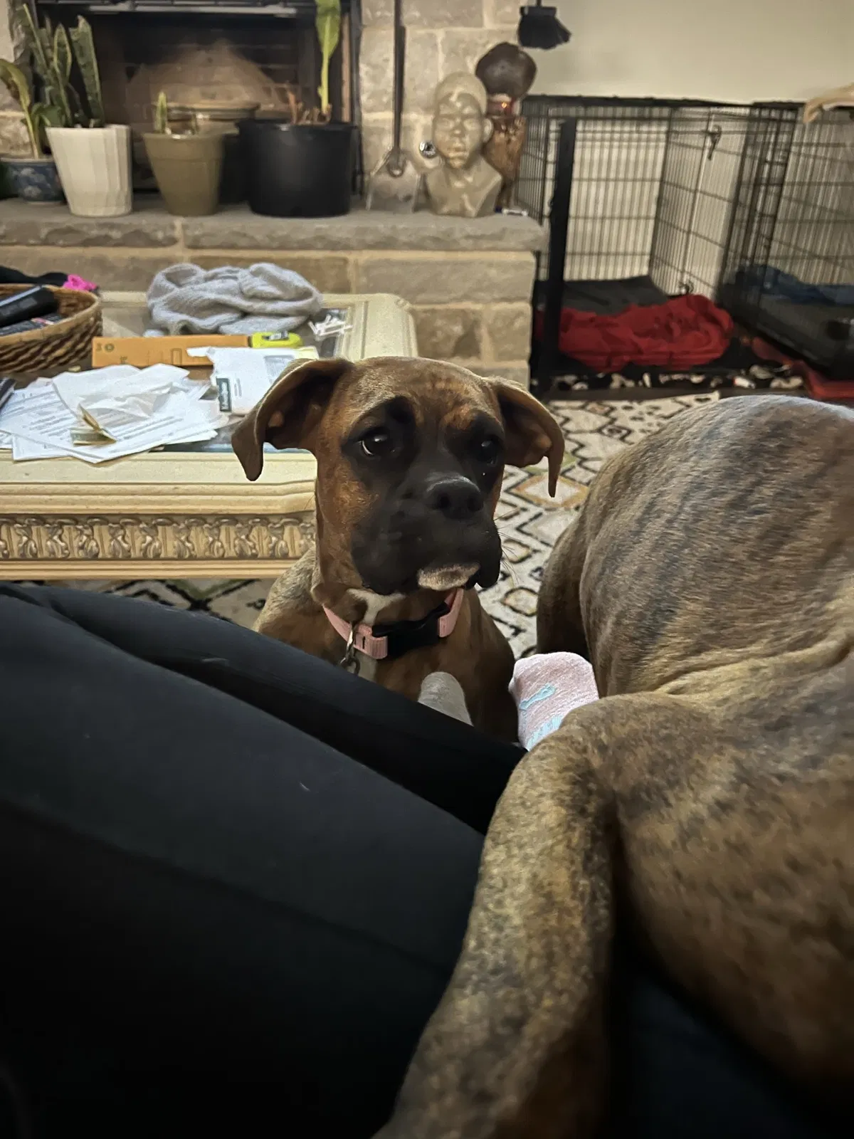 Lost dog in Poolville, TX, 76487