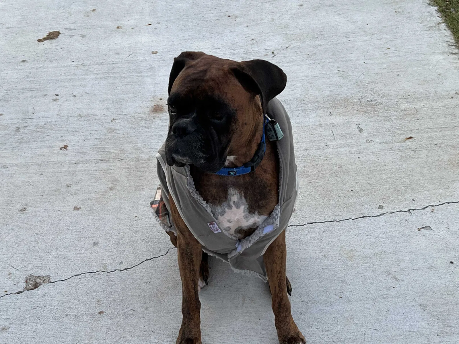 Lost dog in Poolville, TX, 76487