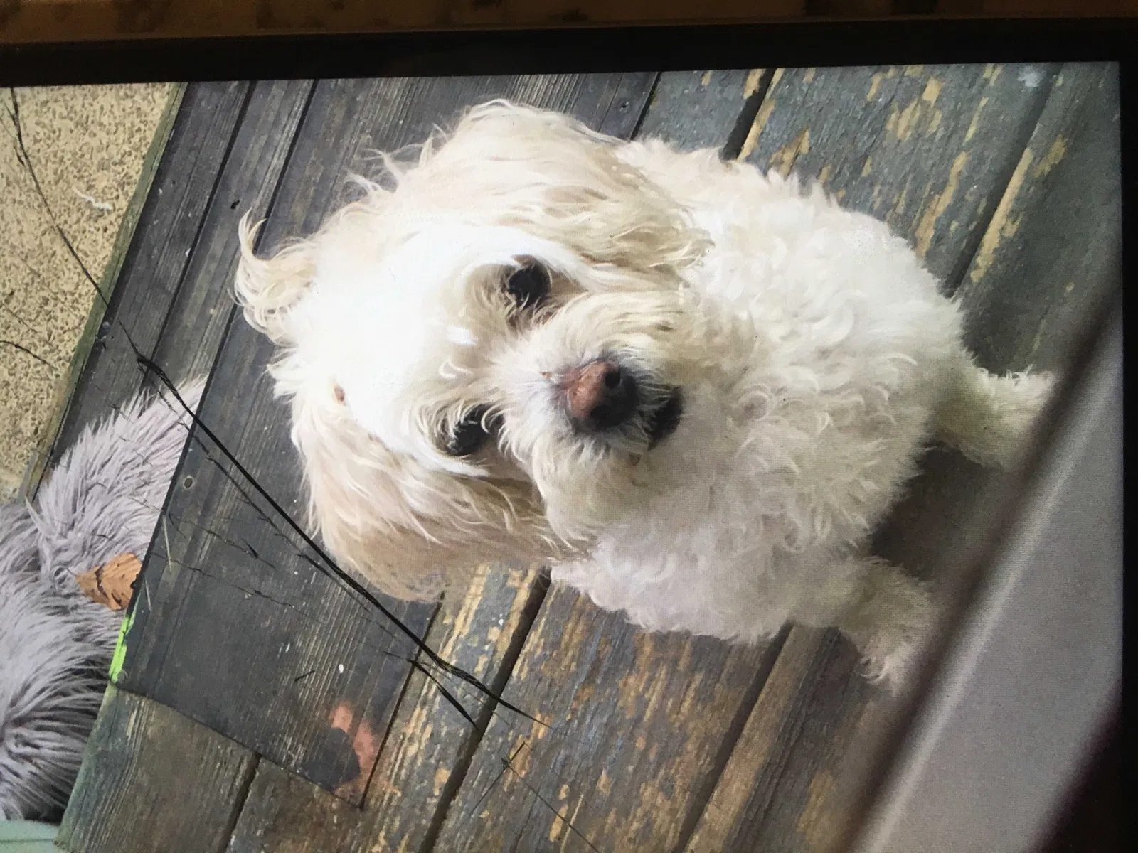 Lost dog in Philadelphia, PA, 19135