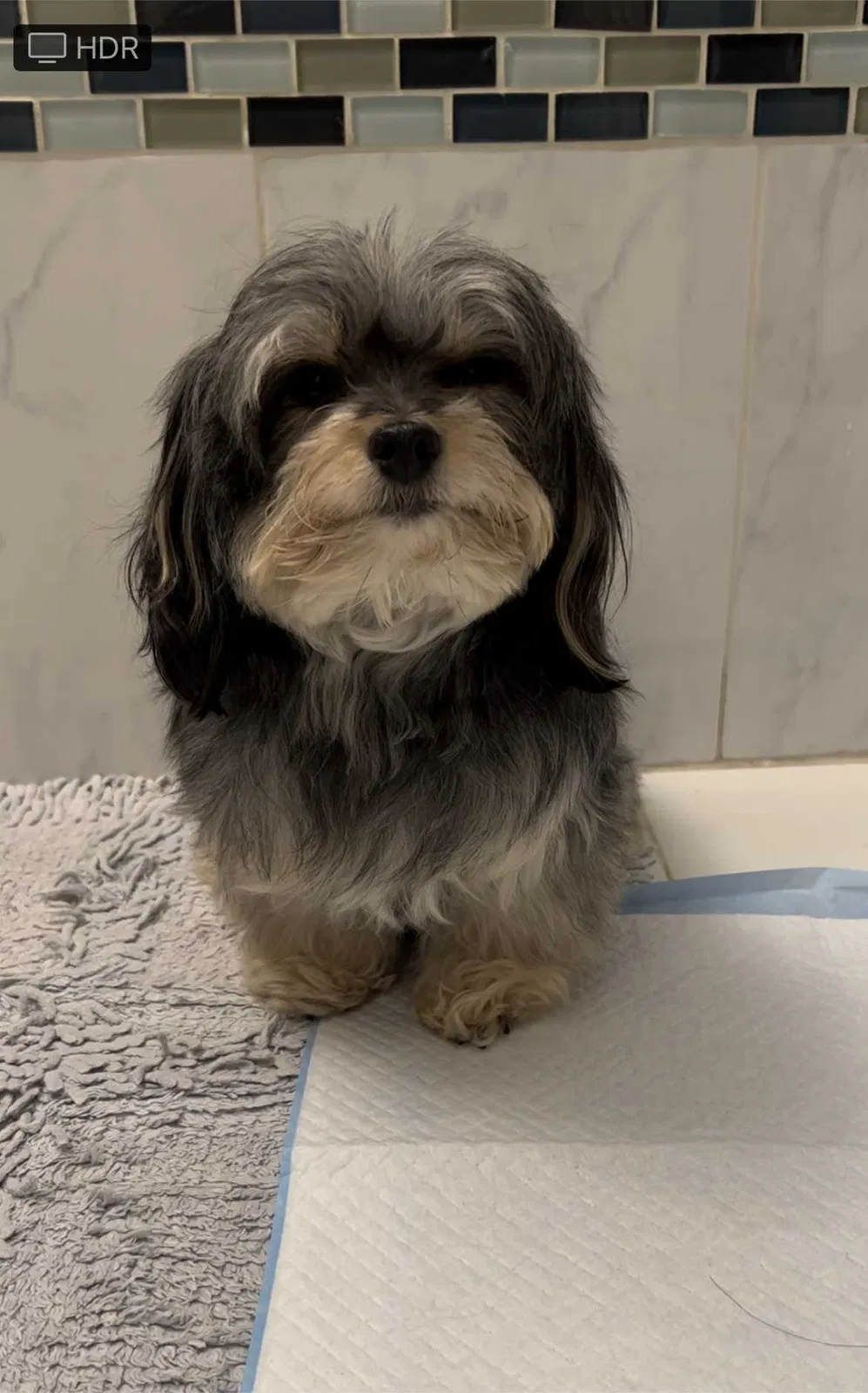 Lost dog in Reseda, CA, 91335