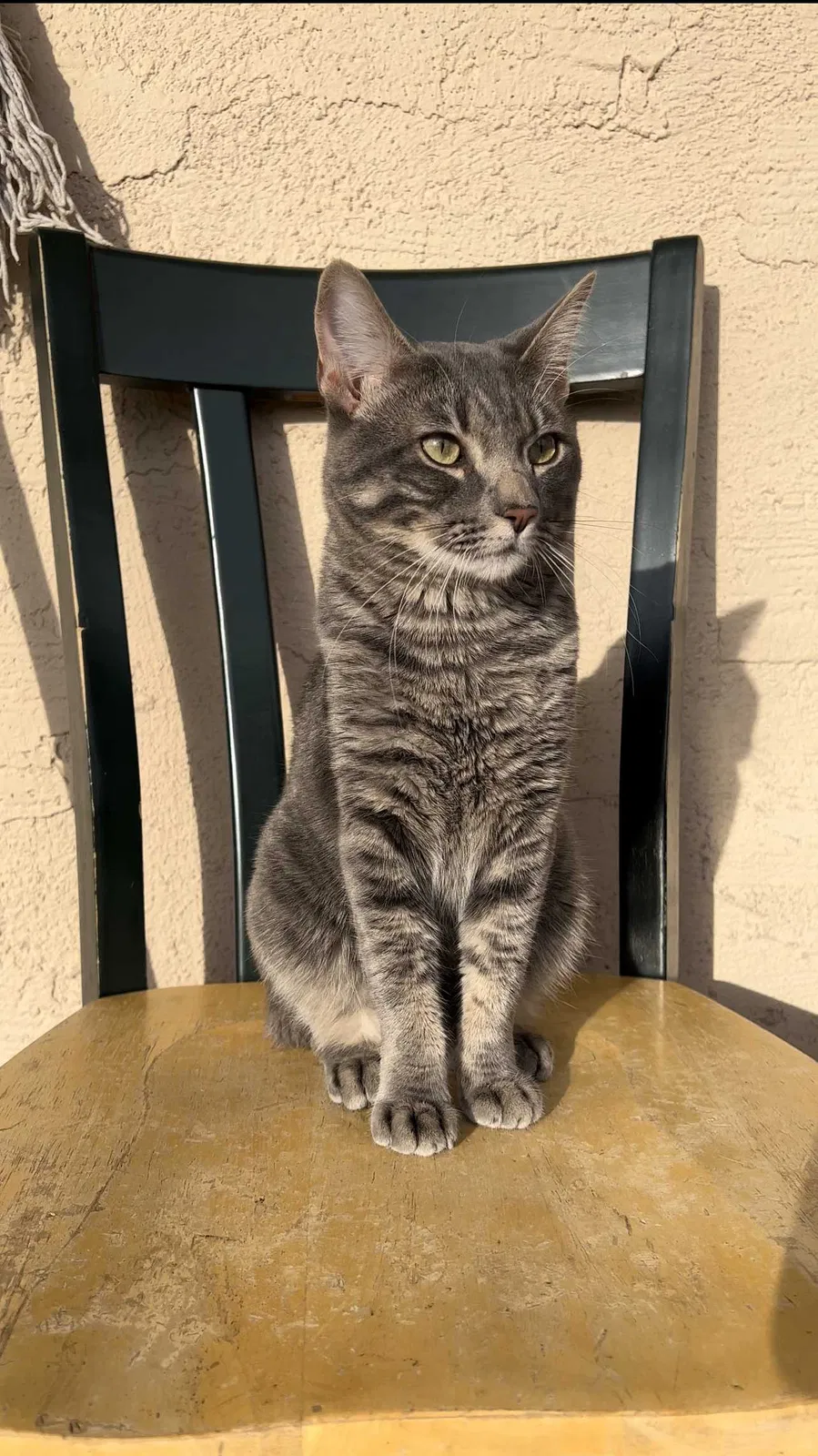 Lost cat in Henderson, NV, 89011