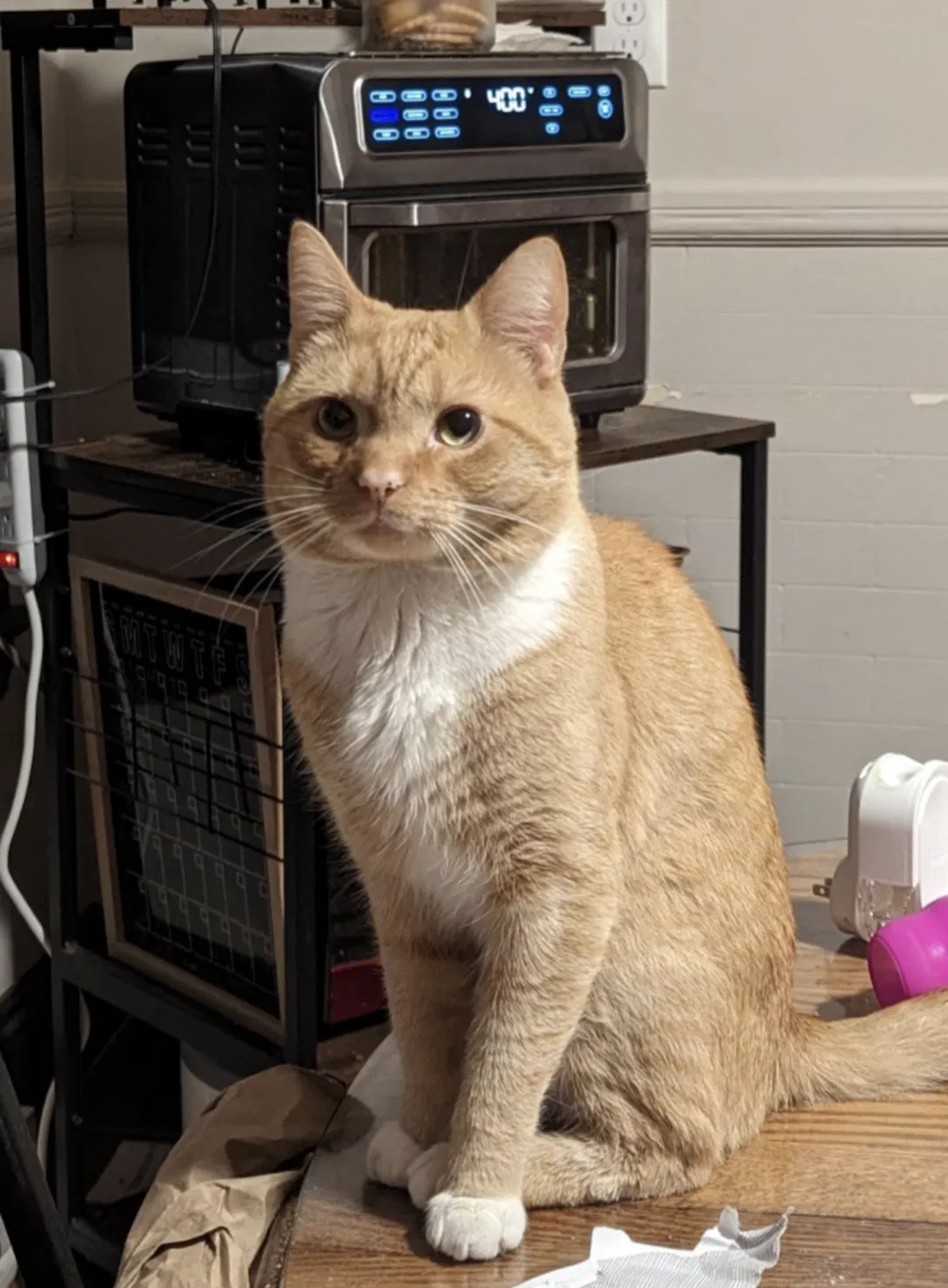 Lost cat in Chicopee, MA, 1013