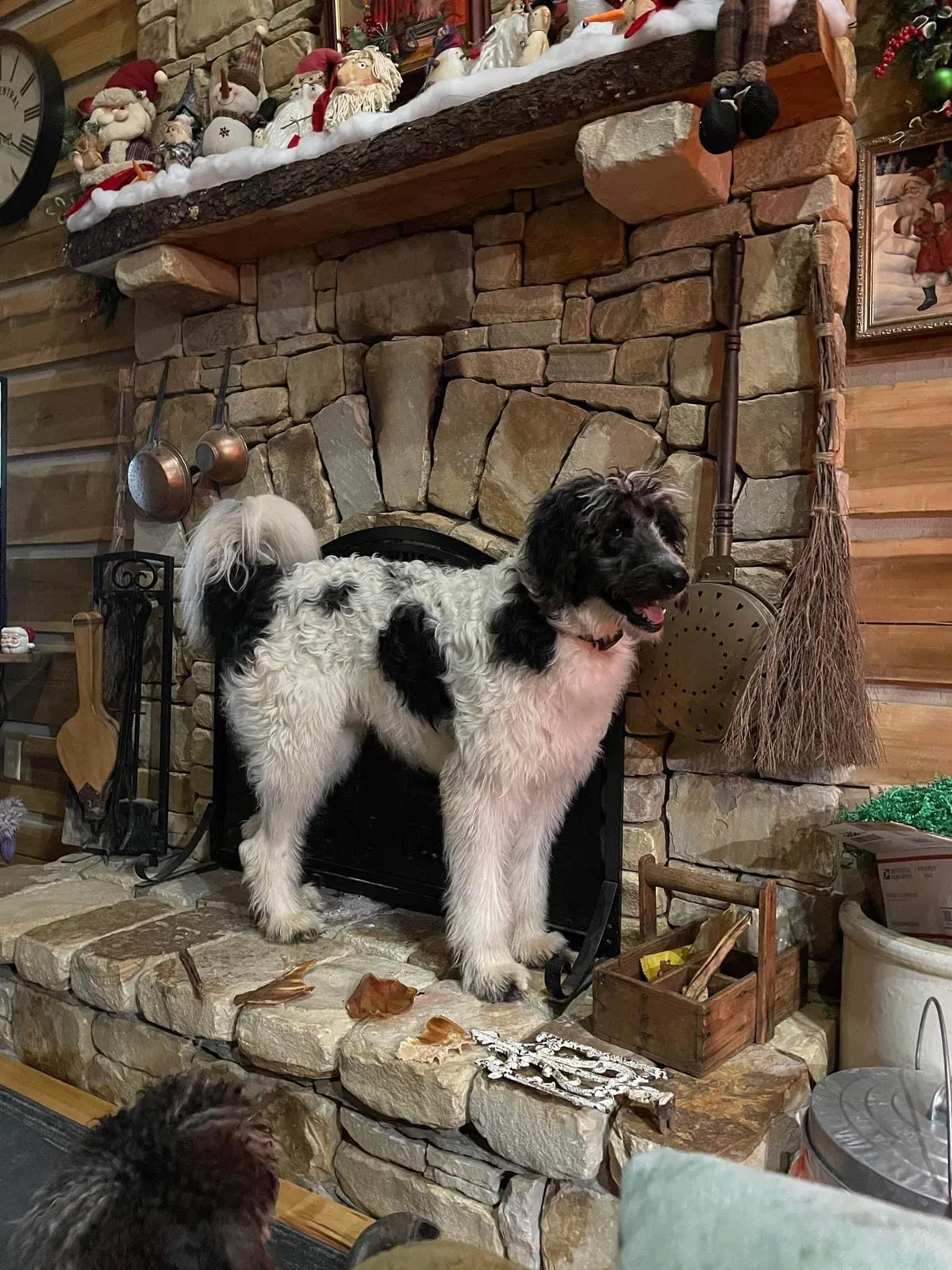 Lost dog in Gurley, AL, 35748