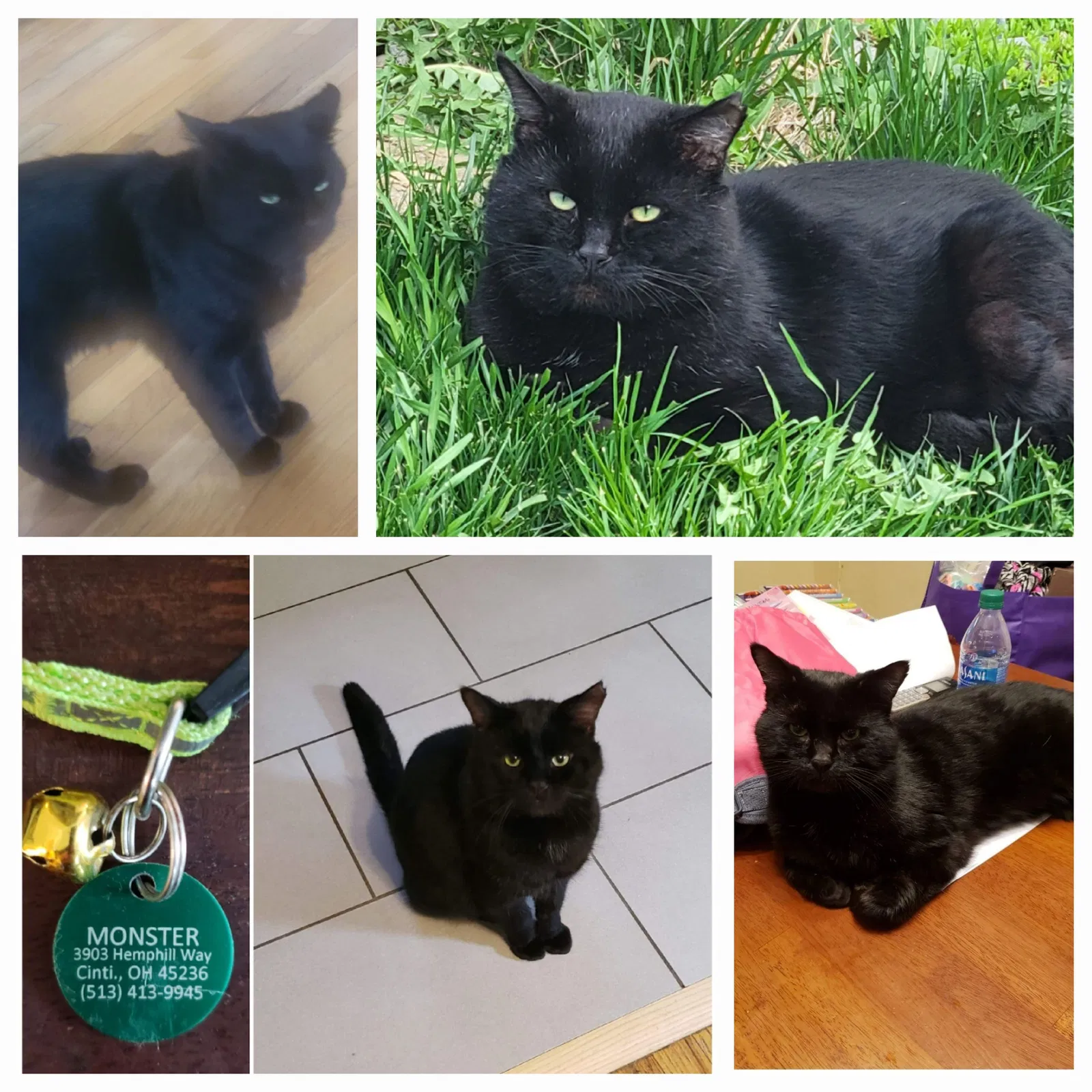 Lost cat in Cincinnati, OH, 45236