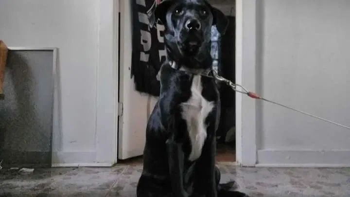 Lost dog in San Antonio, TX, 78228