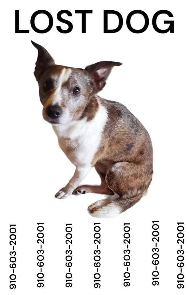 Lost dog in Southern Pines, NC, 28387