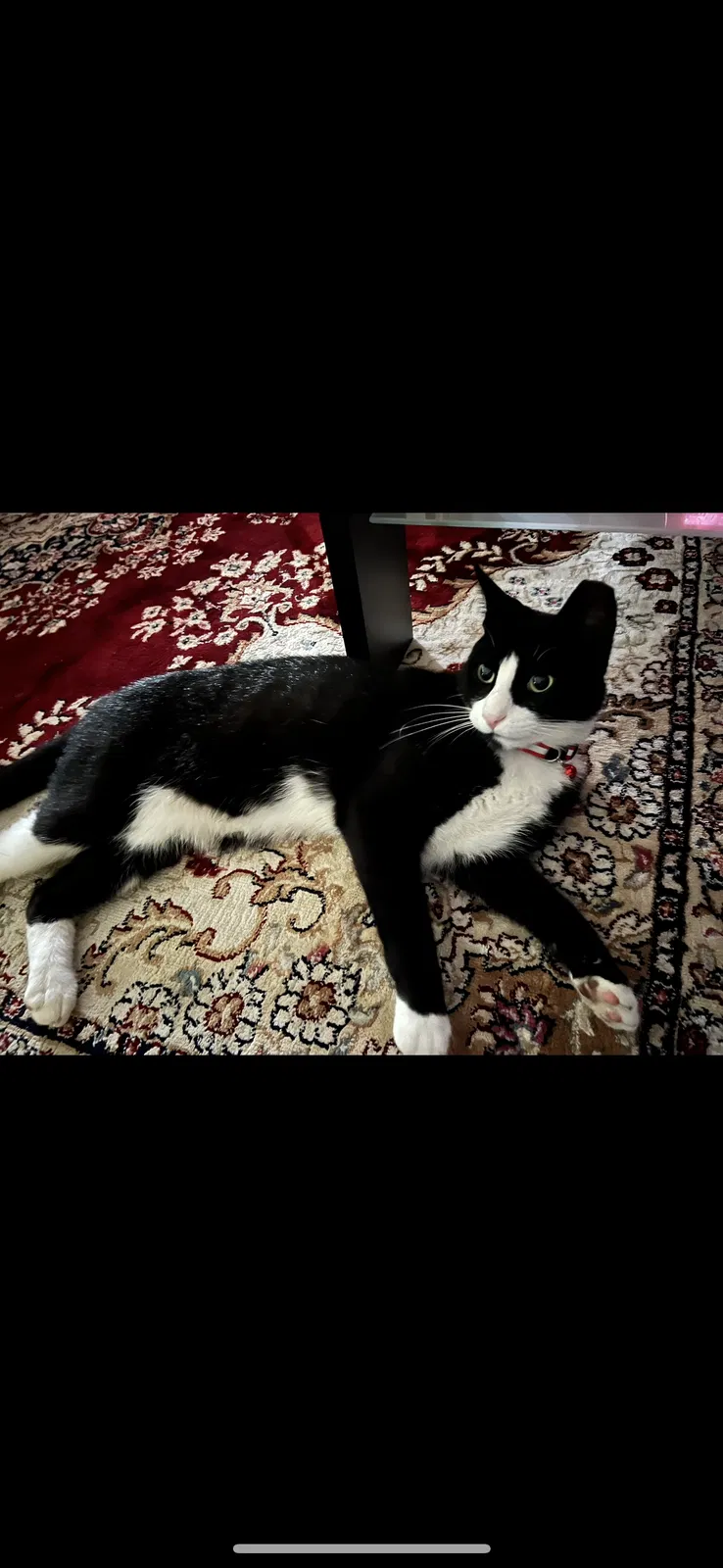 Lost cat in Central Islip, NY, 11722