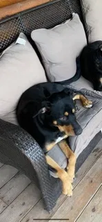 Lost dog in Hockley, TX, 77447