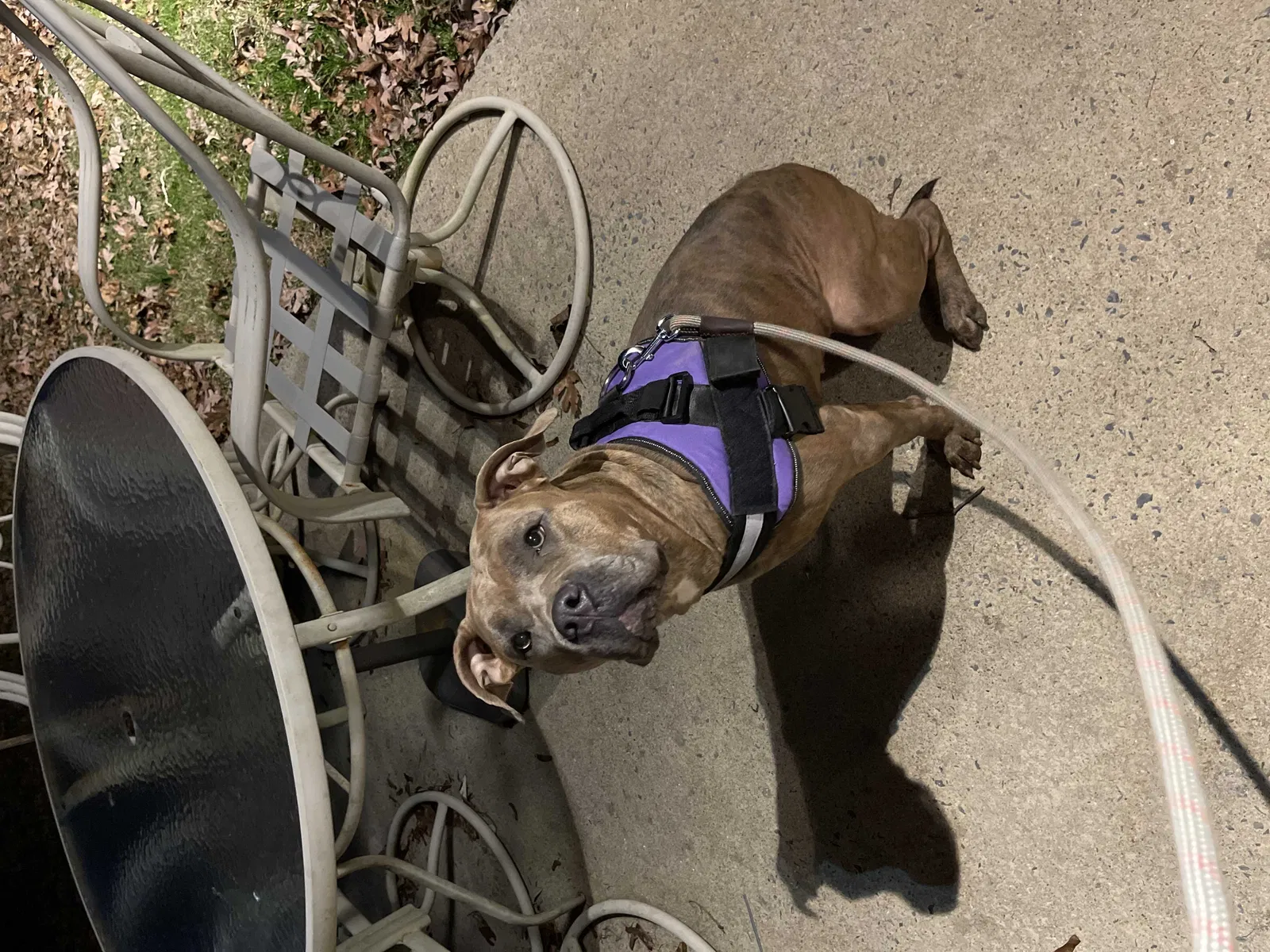 Lost dog in Damascus, MD, 20872