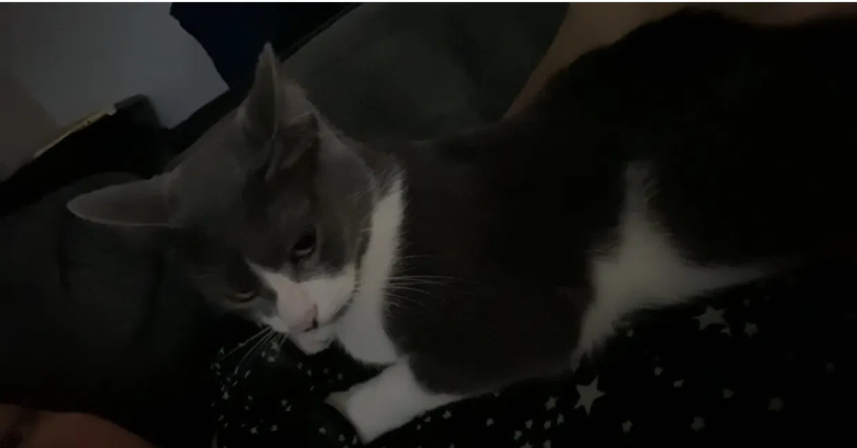Lost cat in Pasadena, TX, 77502