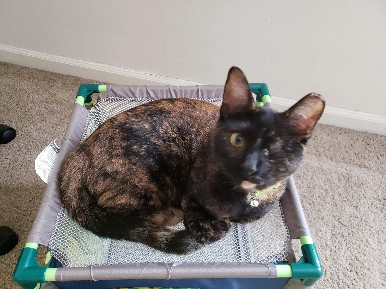 Lost cat in Kalamazoo, MI, 49001