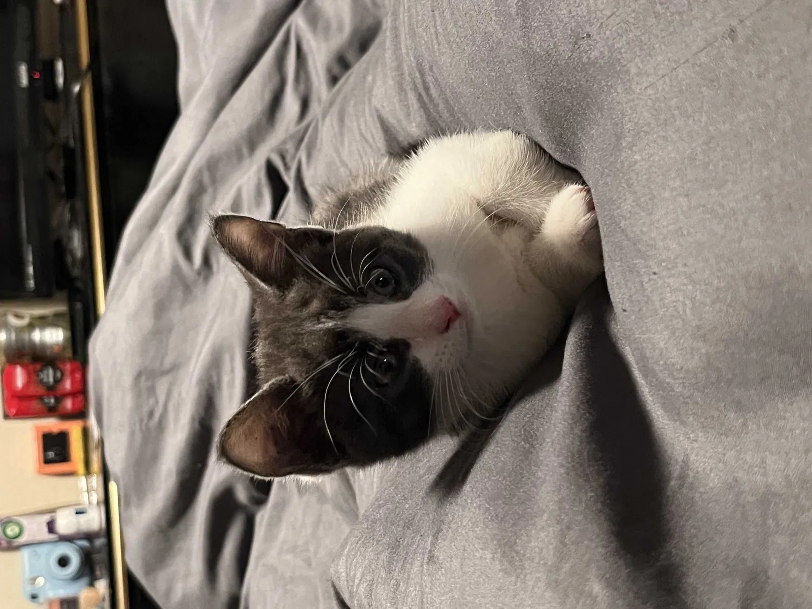 Lost cat in Fort Lauderdale, FL, 33312
