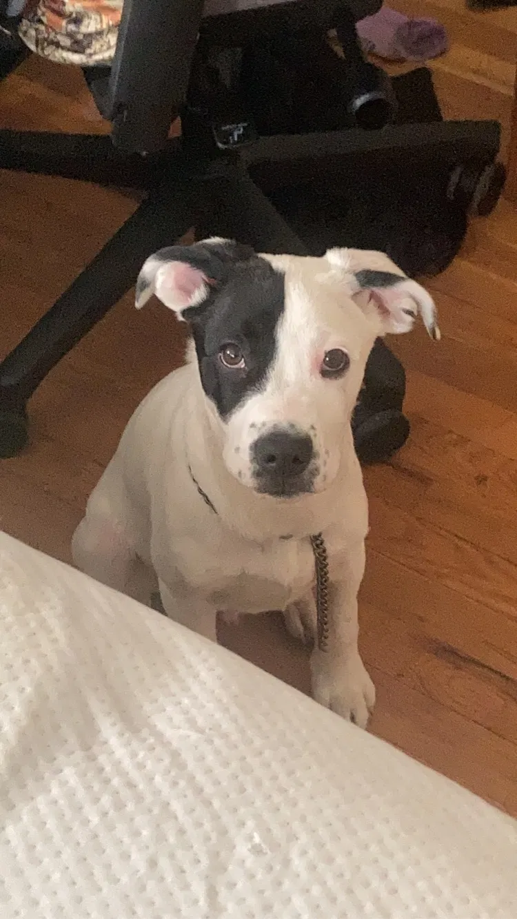 Lost dog in Denver, CO, 80204