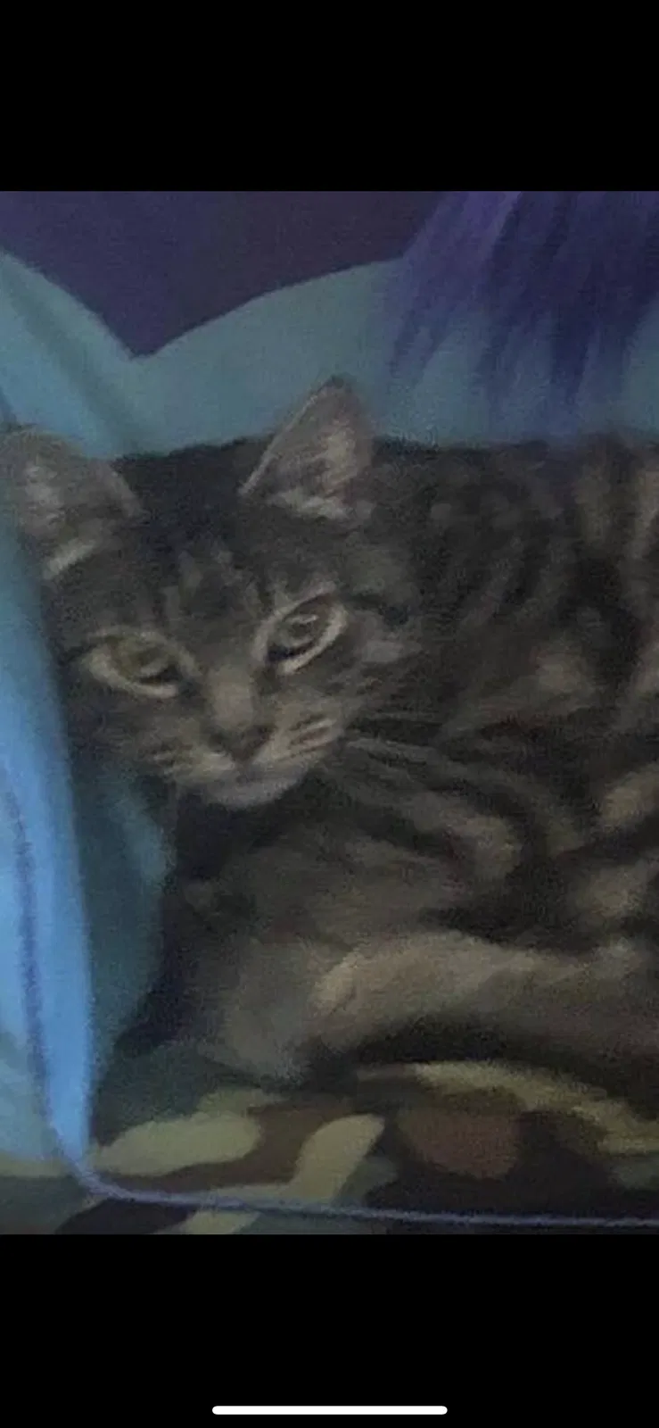 Lost cat in Phoenixville, PA, 19460