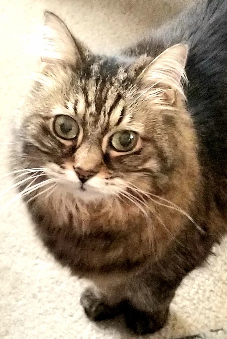 Lost cat in Auburn, WA, 98092