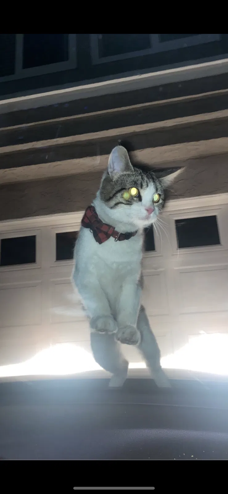Lost cat in Cerritos, CA, 90703
