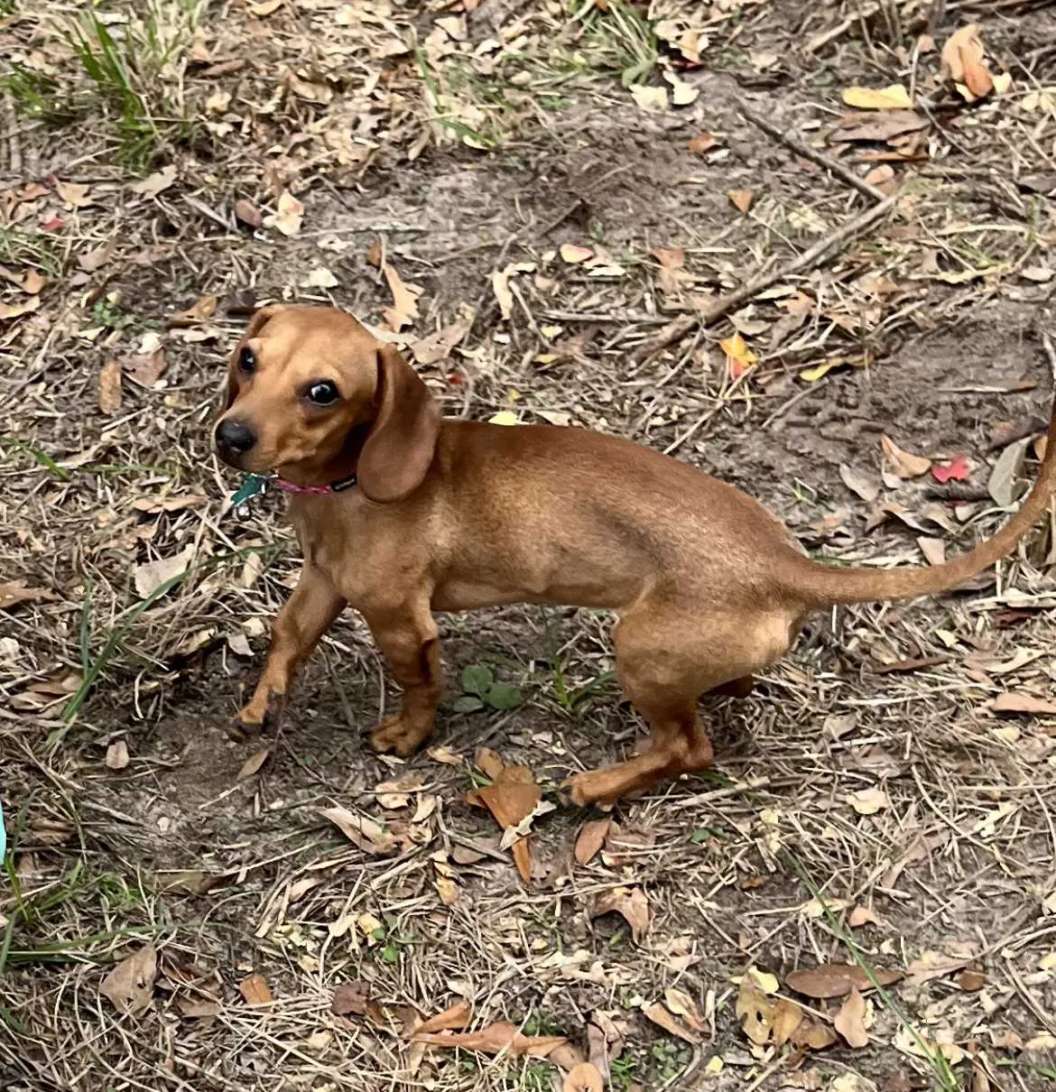 Lost dog in Waller, TX, 77484