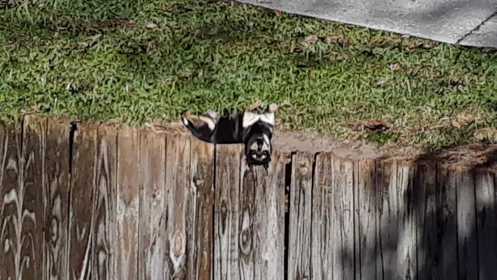 Lost dog in Gibsonton, FL, 33534