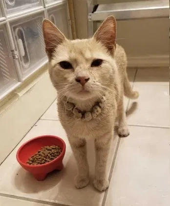 Found cat in San Antonio, TX, 78229