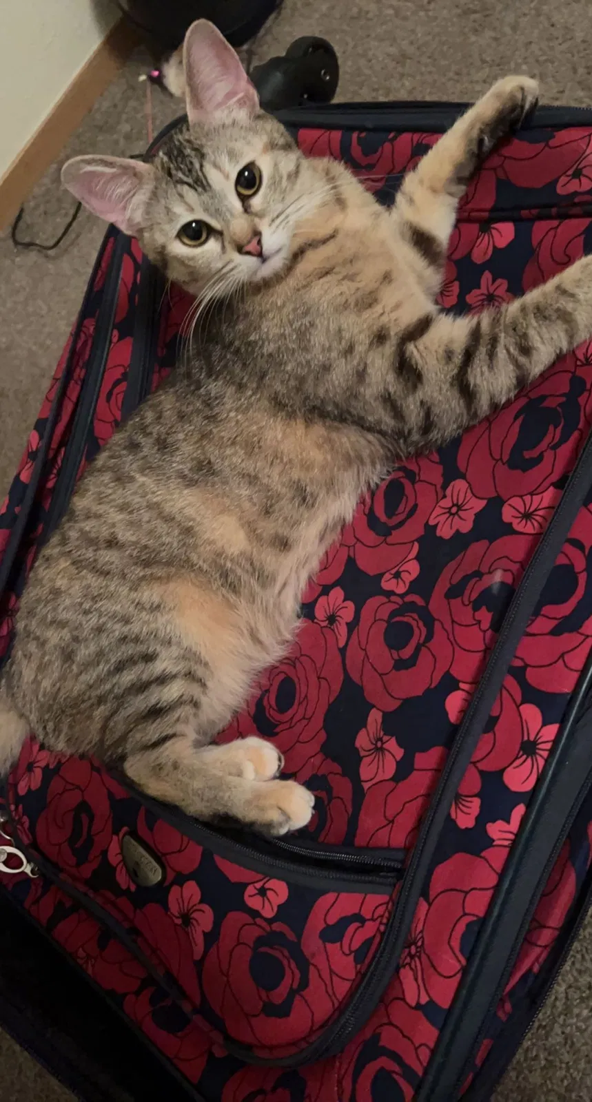Lost cat in Kent, WA, 98030