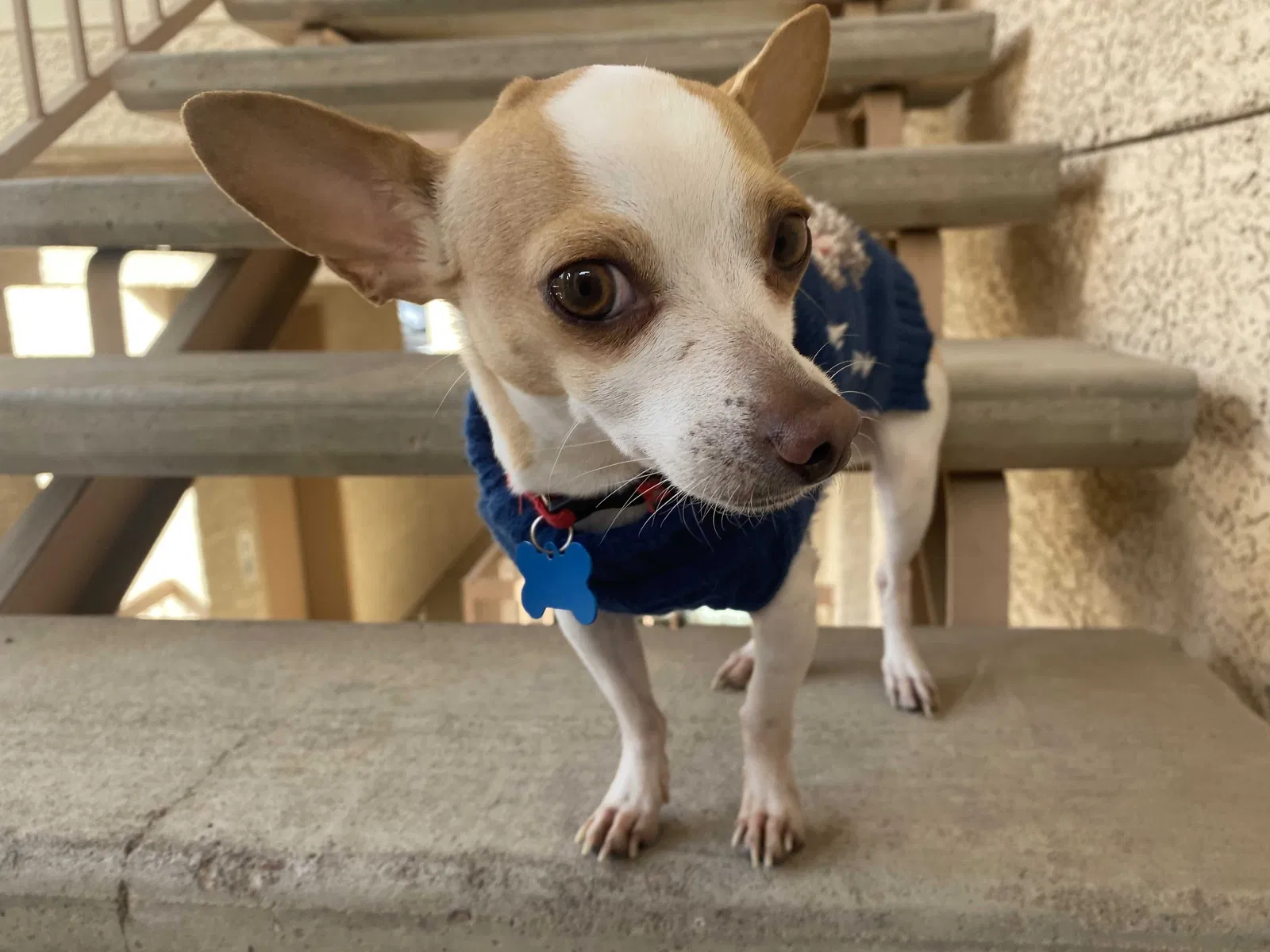 Lost dog in Fountain Hills, AZ, 85268