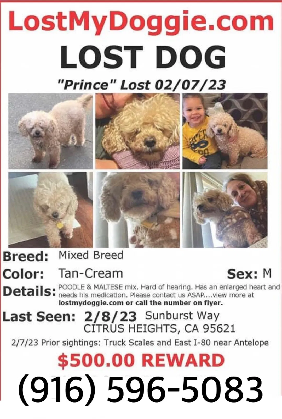 Lost dog in Carmichael, CA, 95608
