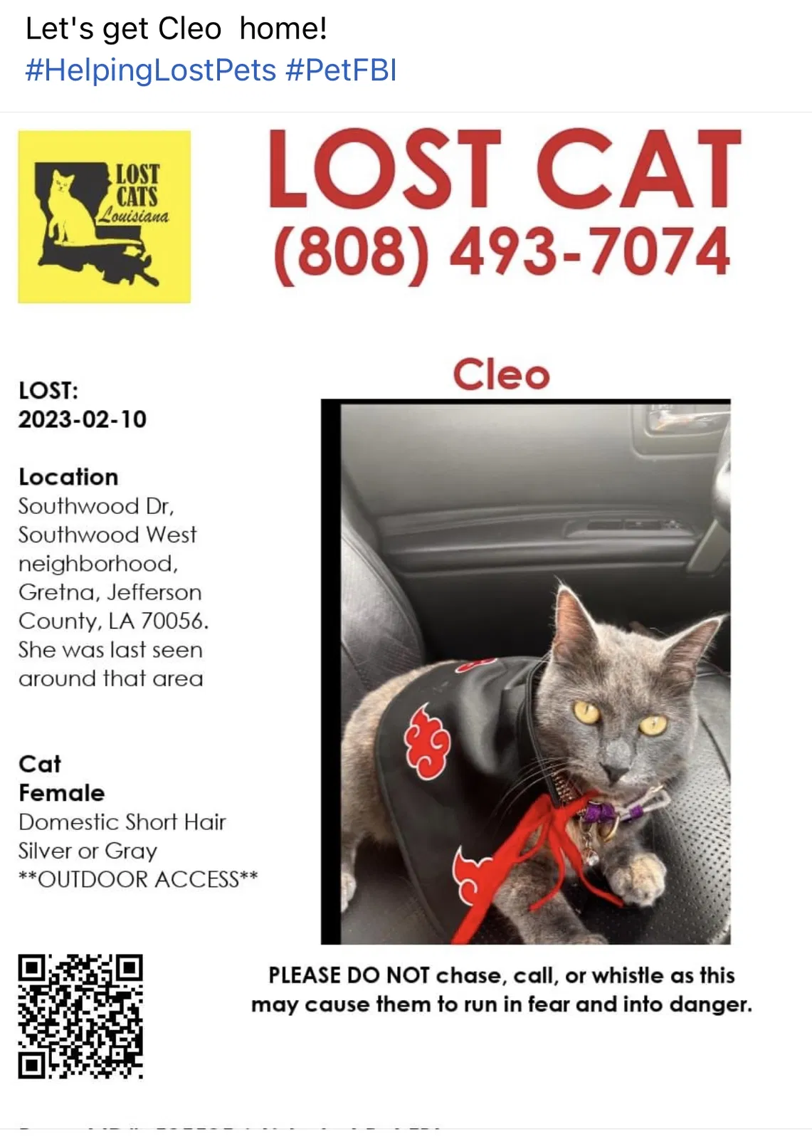 Lost cat in Gretna, LA, 70056