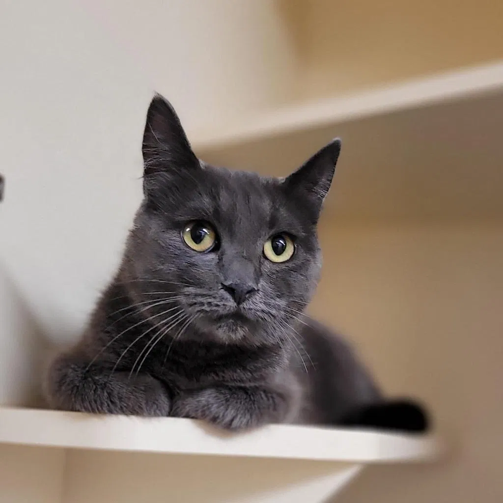 Lost cat in Spokane, WA, 99218