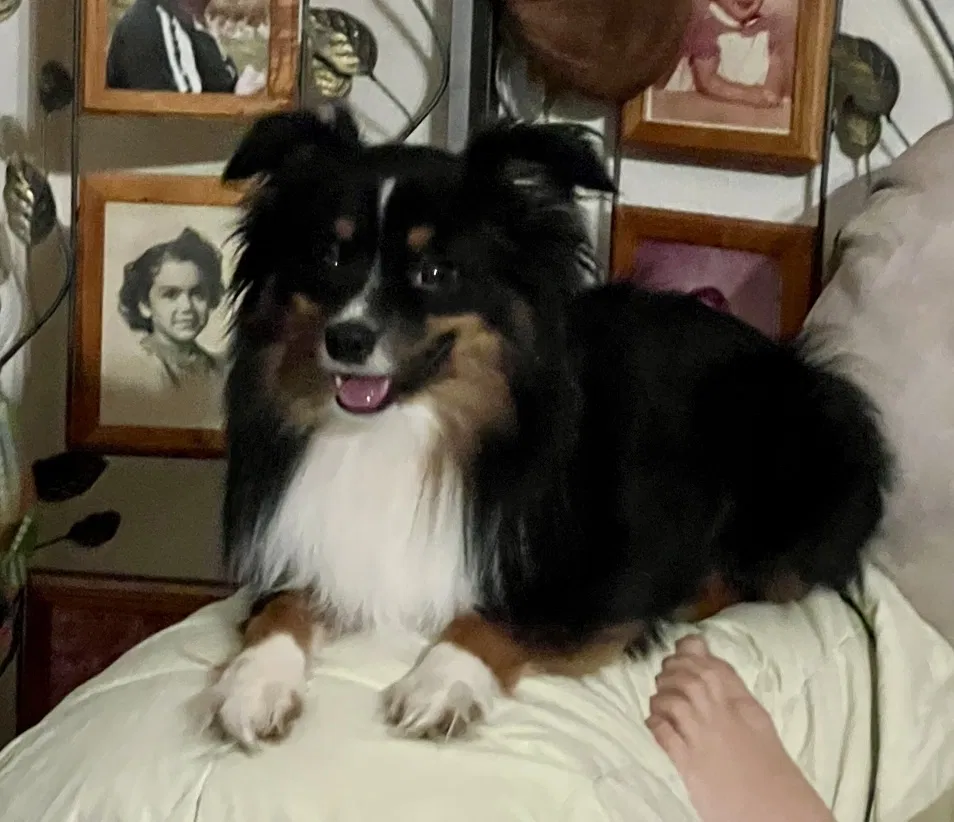 Lost dog in Deer Park, TX, 77536