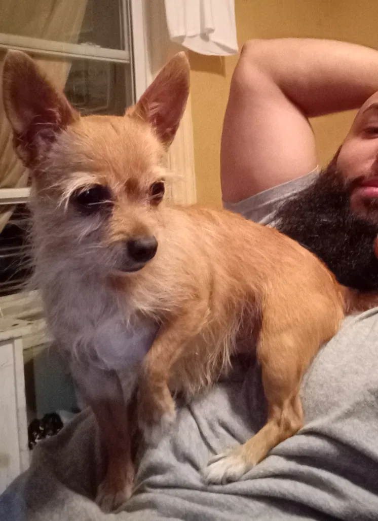 Lost dog in Far Rockaway, NY, 11691