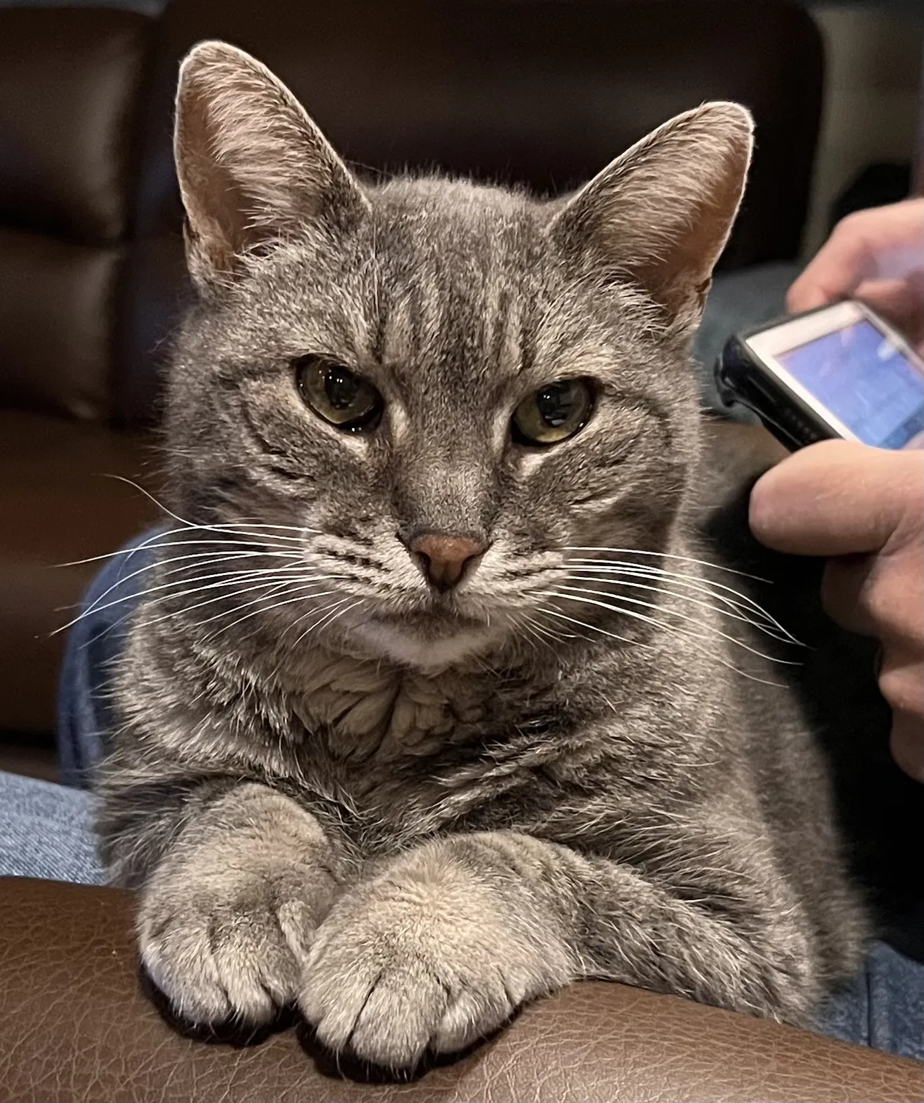 Lost cat in Casa Grande, AZ, 85122