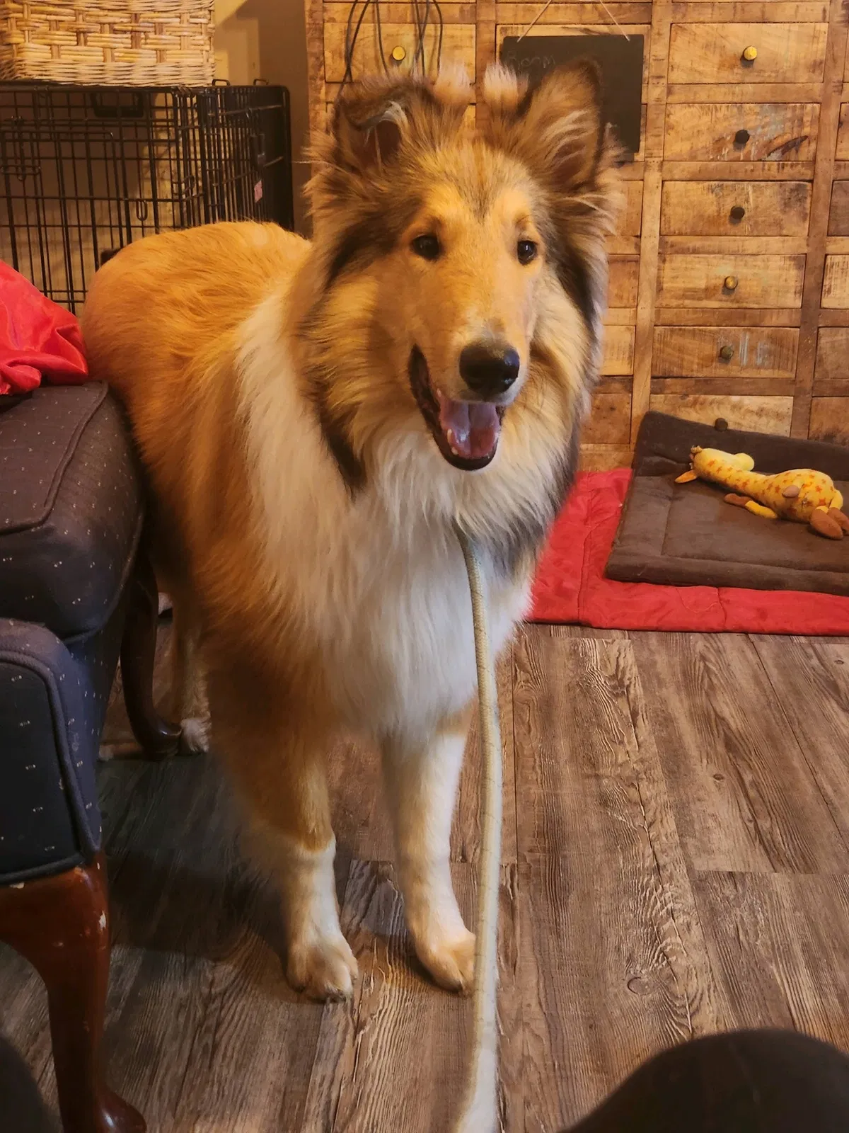 Lost dog in Cameron, MO, 64429