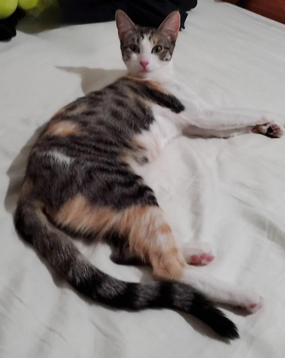 Lost cat in Los Angeles, CA, 90023