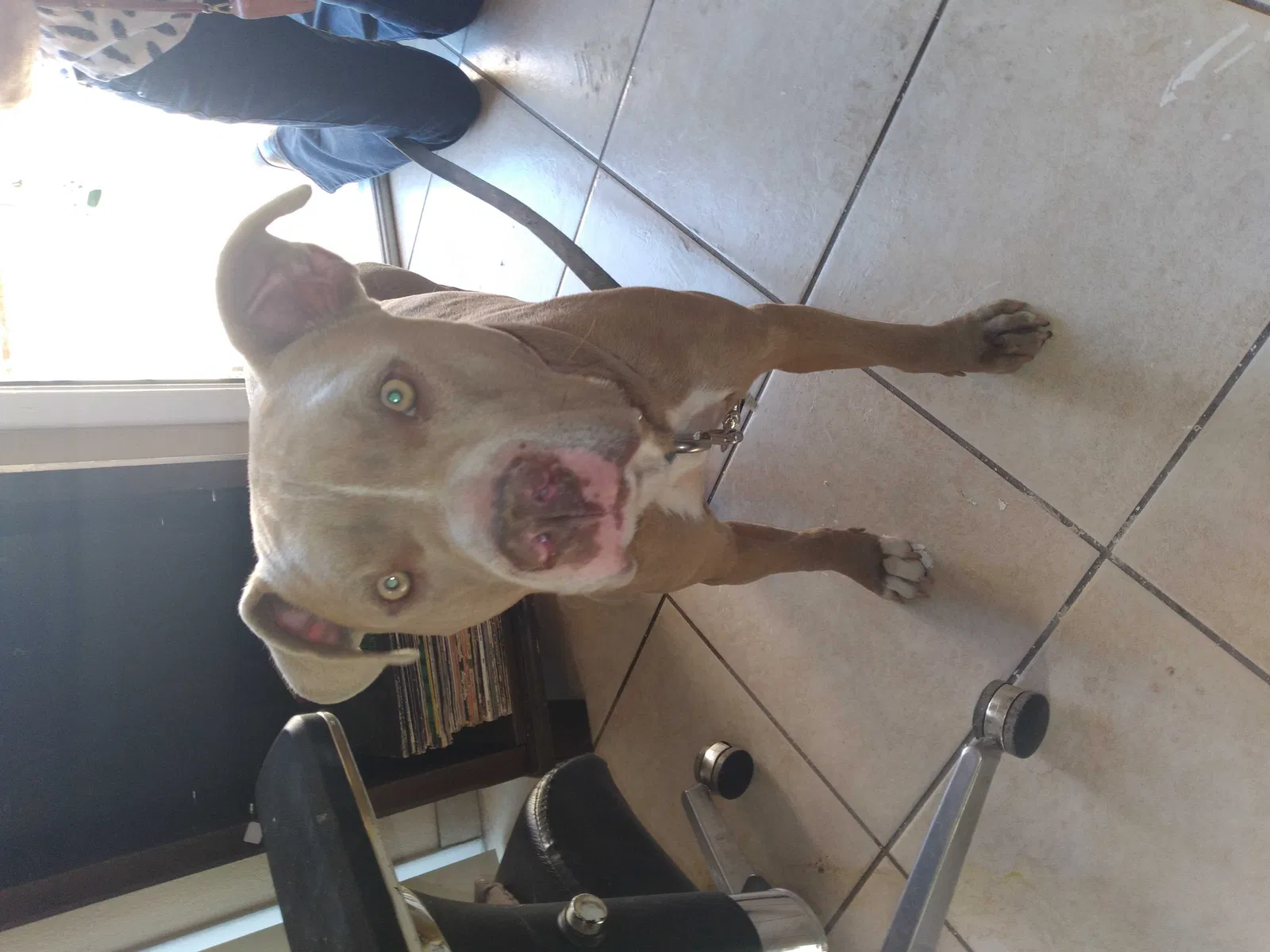 Found dog in Glendale, AZ, 85301
