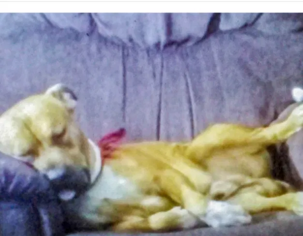 Lost dog in New Port Richey, FL, 34654