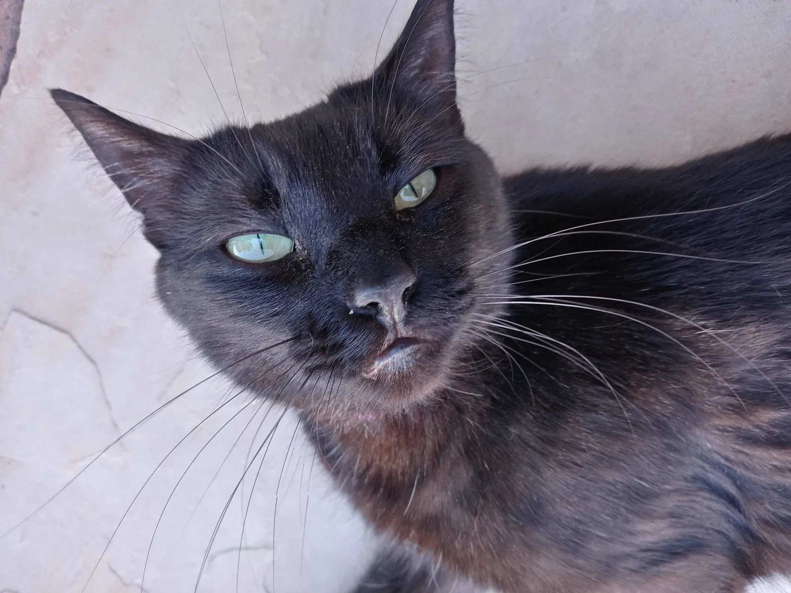 Lost cat in Henderson, NV, 89002