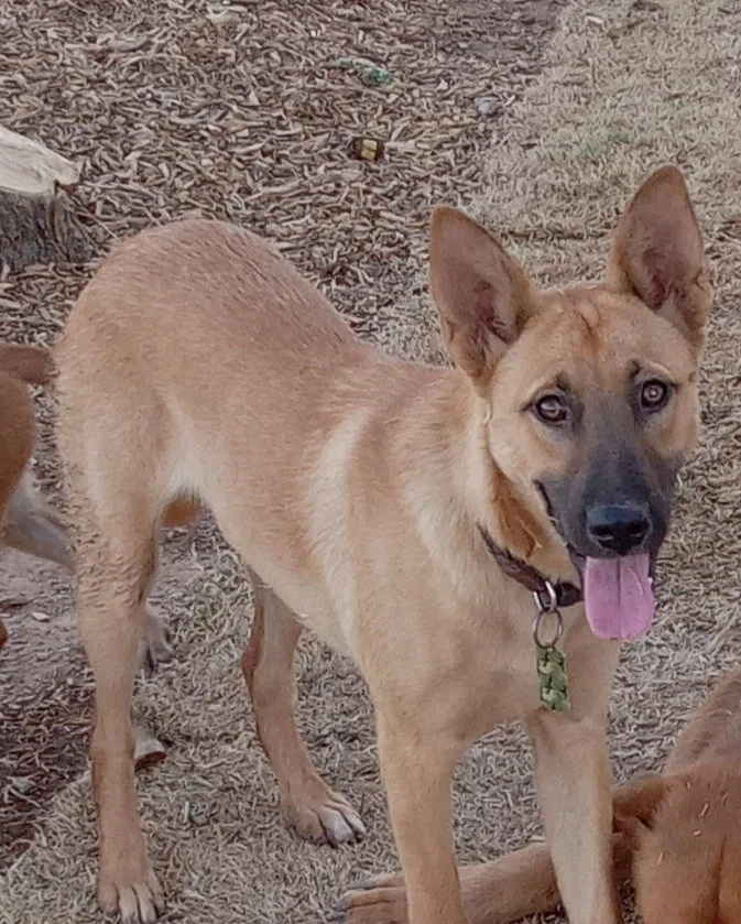 Lost dog in Wittmann, AZ, 85361