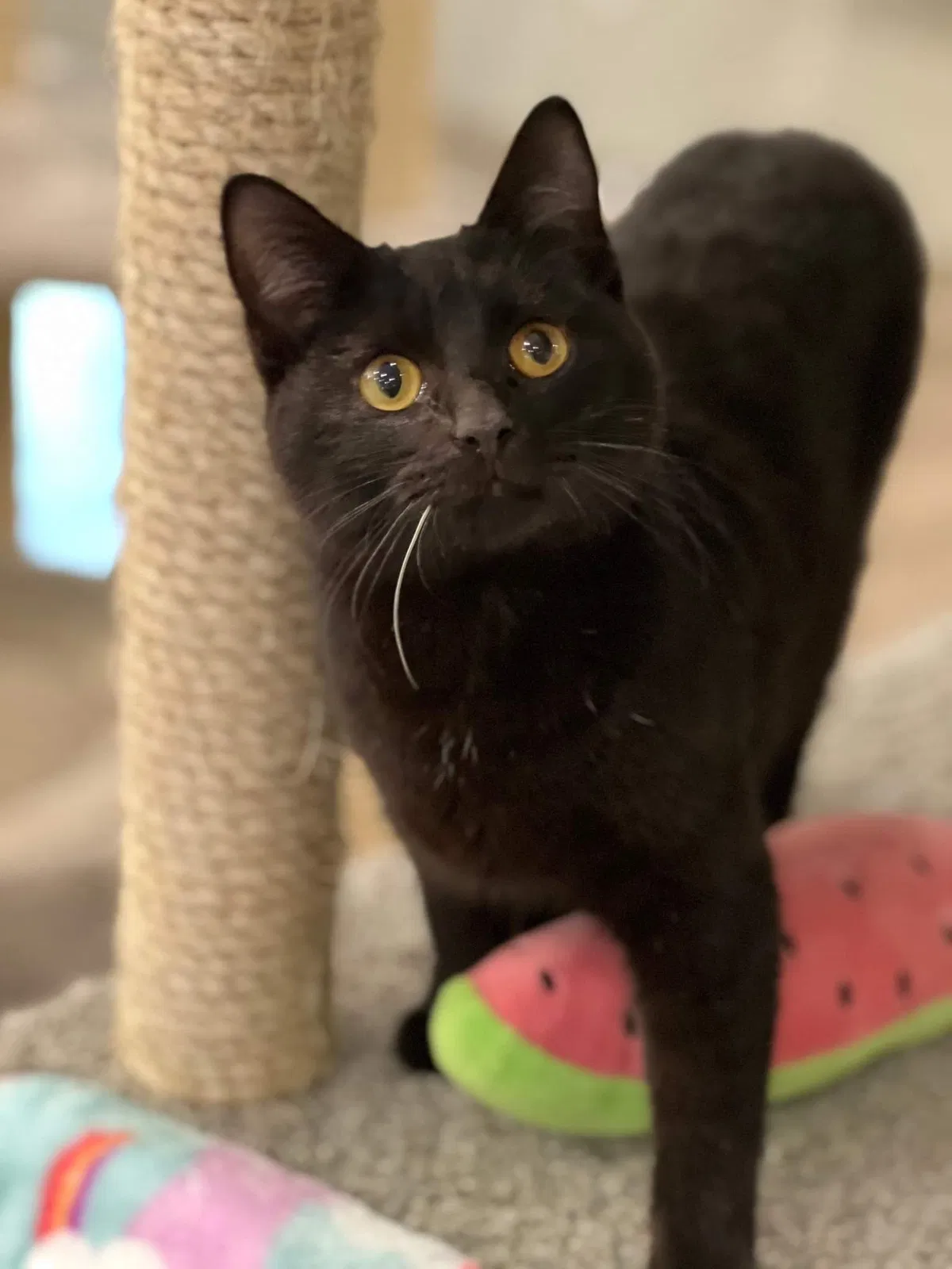 Lost cat in Maryland Heights, MO, 63043