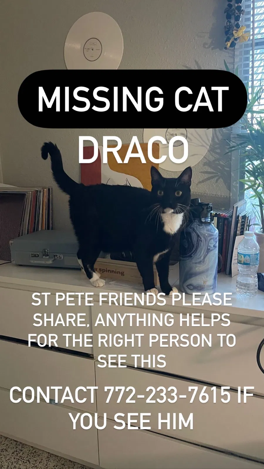 Lost cat in Saint Petersburg, FL, 33714