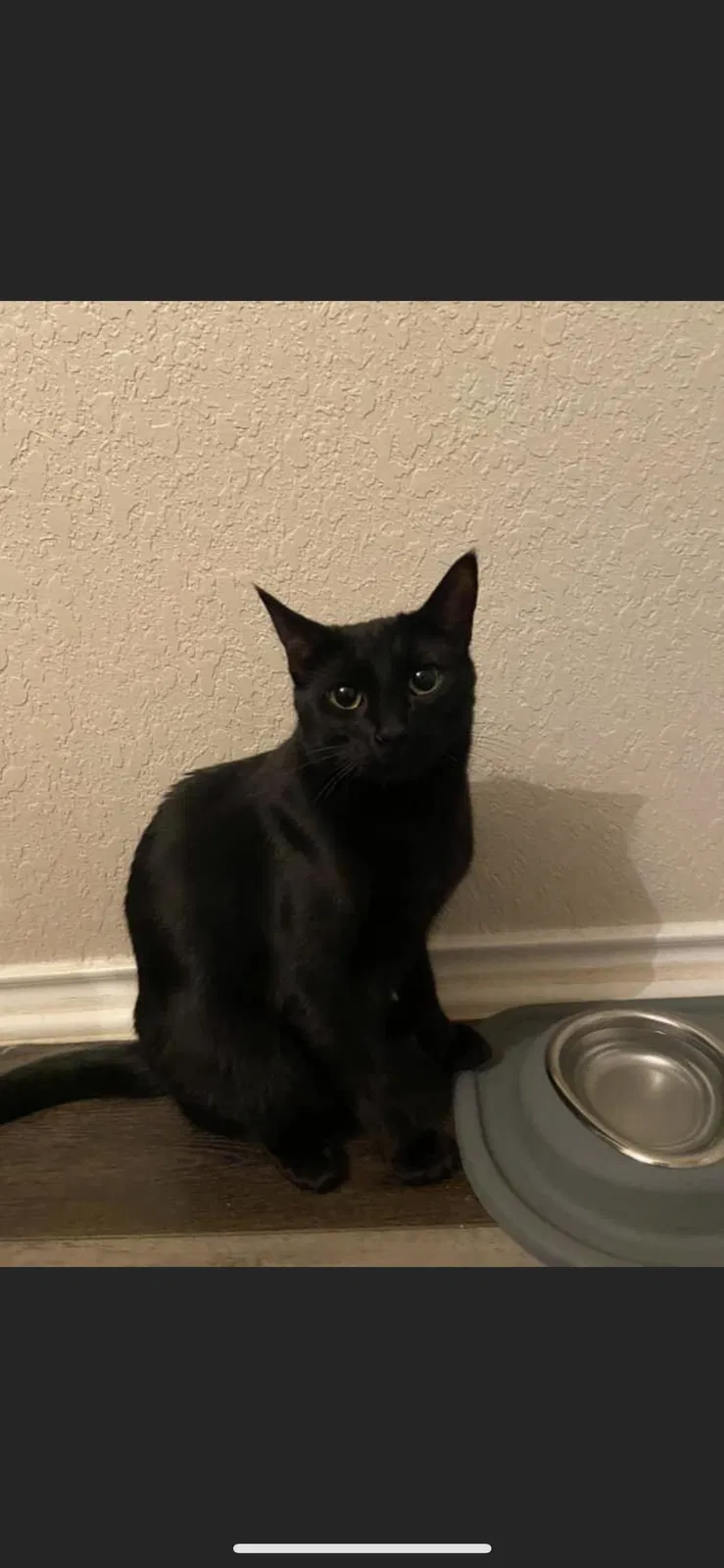 Lost cat in San Antonio, TX, 78233