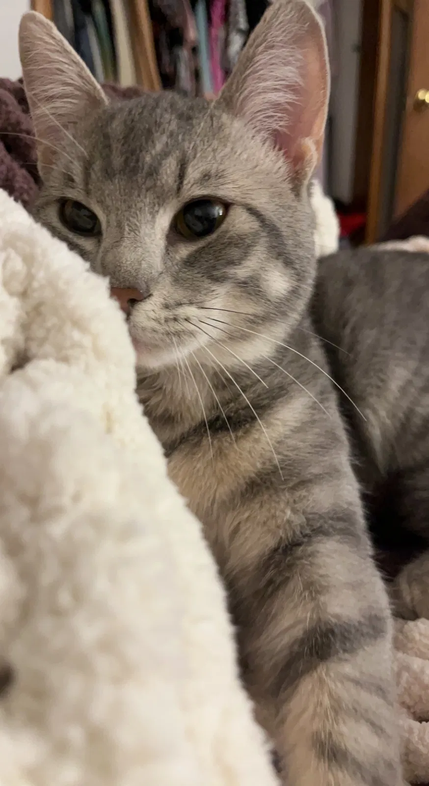Lost cat in Butler, PA, 16001