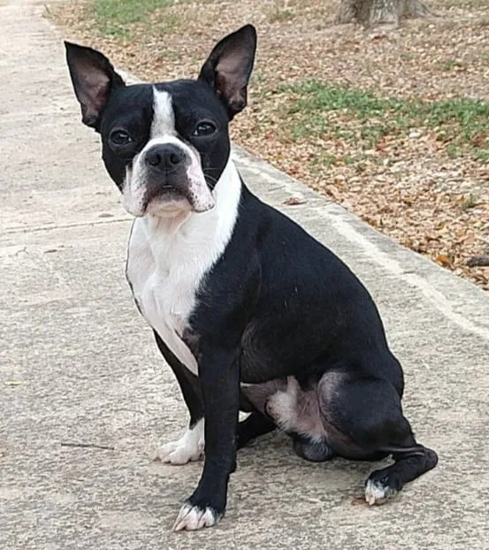 Lost dog in San Antonio, TX, 78244