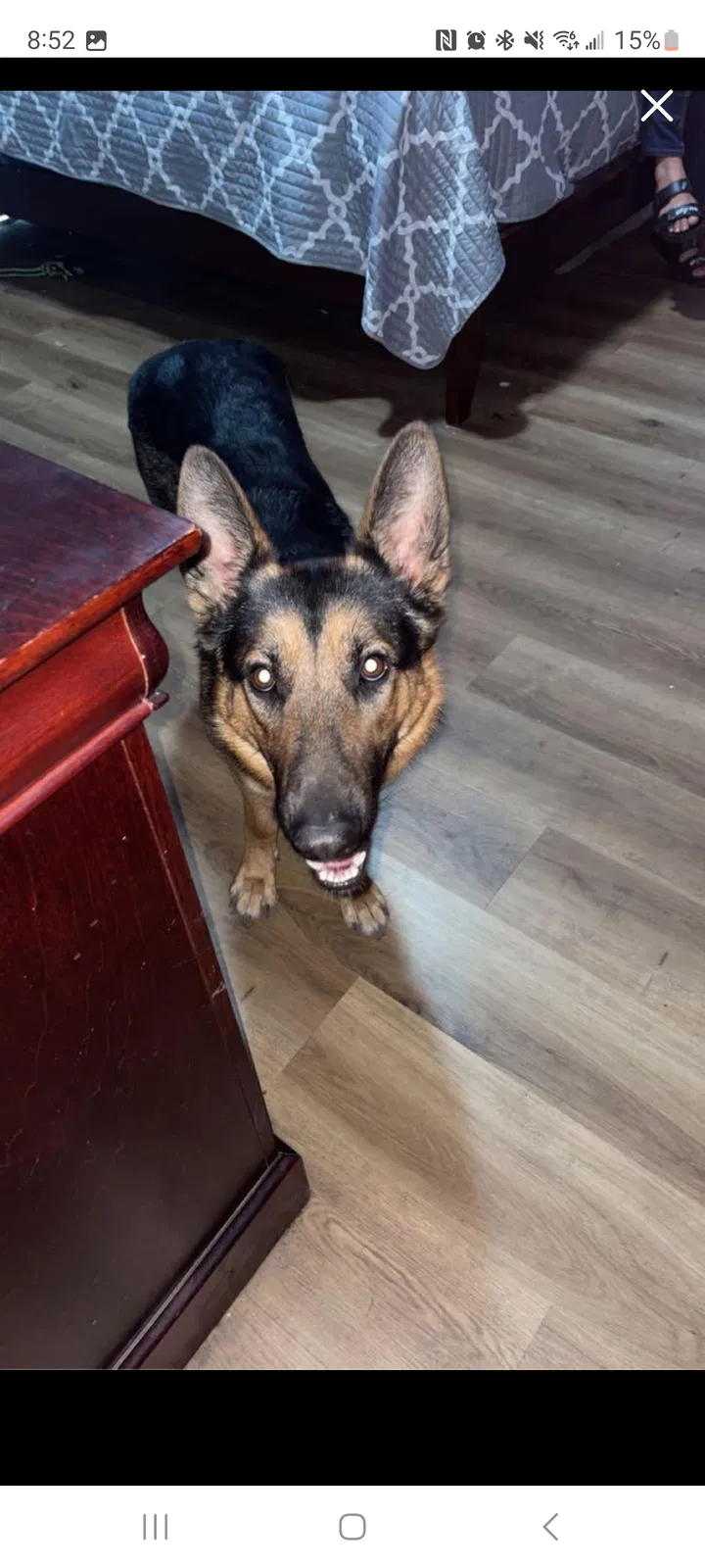 Lost dog in San Antonio, TX, 78245