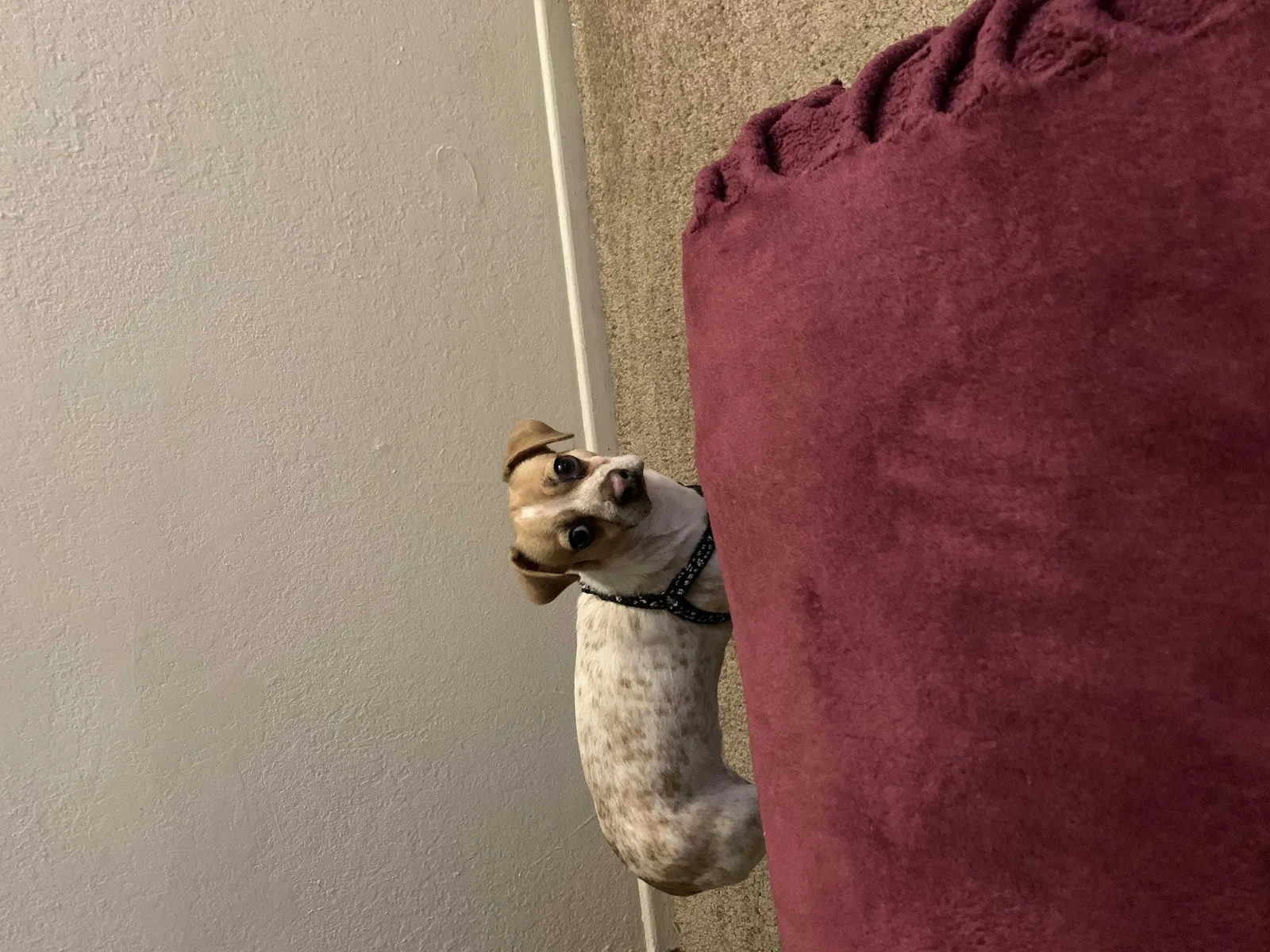 Lost dog in Clovis, CA, 93612