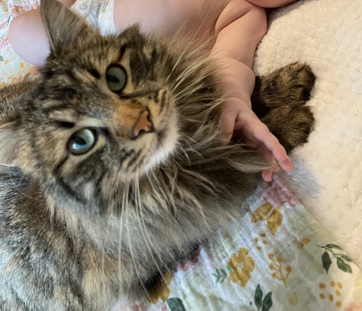 Lost cat in Boise, ID, 83704