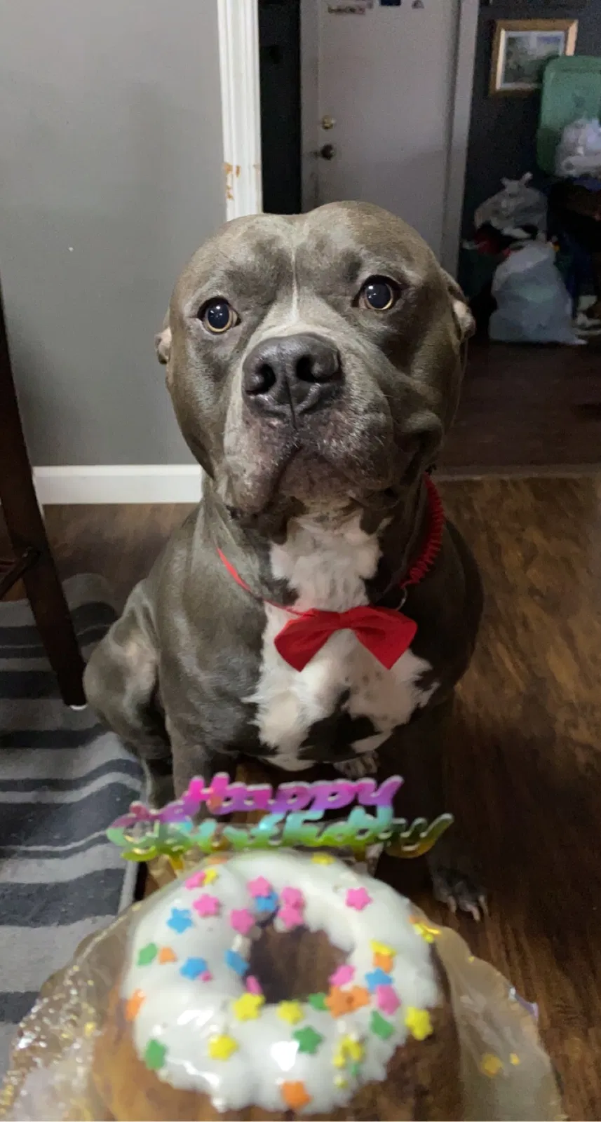Lost dog in Indianapolis, IN, 46221
