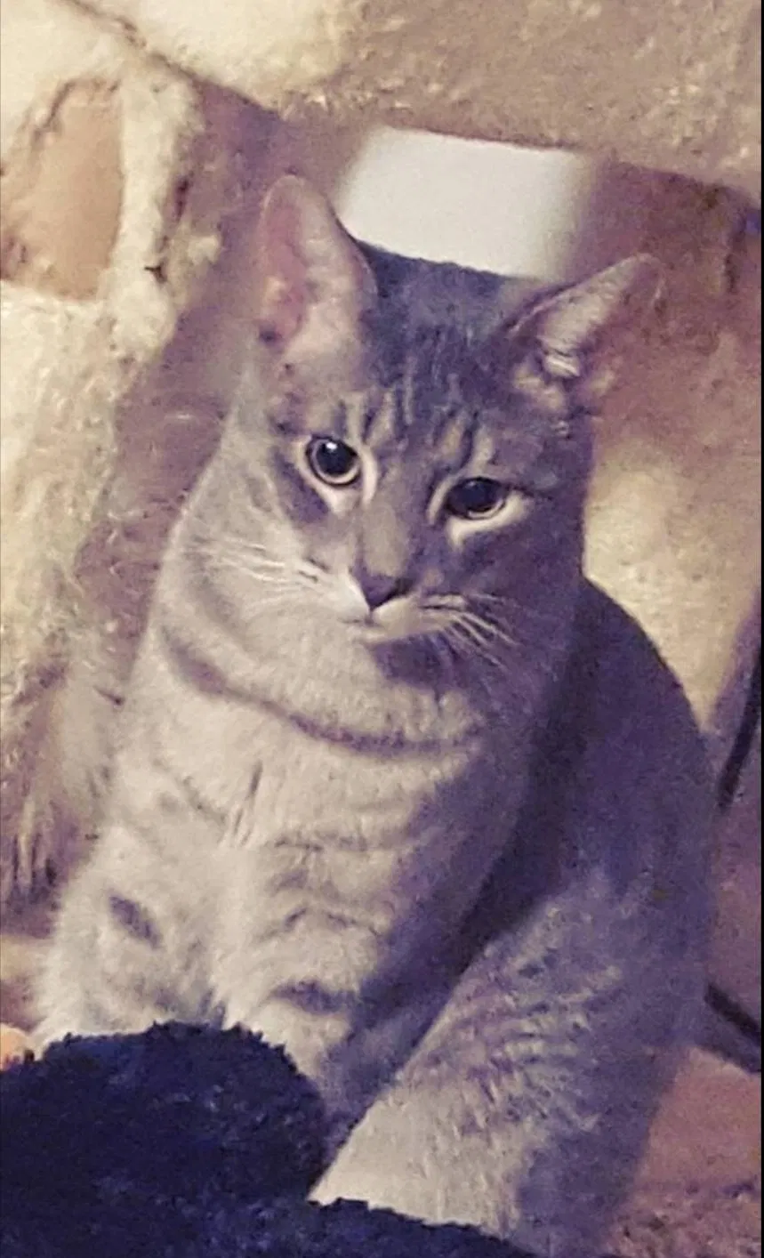 Lost cat in Garland, TX, 75041